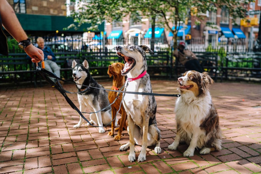 Pet Supplies - The Next Big Thing: Top Products to Sell on Amazon in 2026 and Beyond